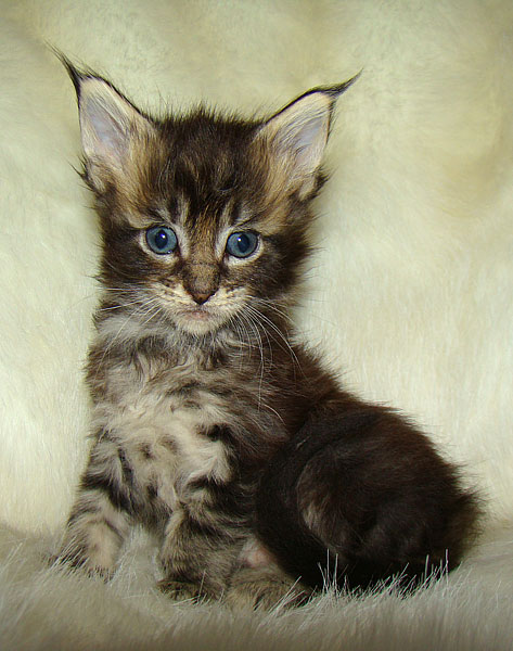      Catsvill County